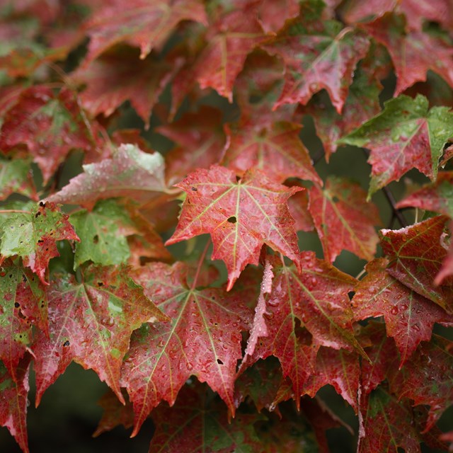 Close up shot of leaves changing from green to deep crimson. 