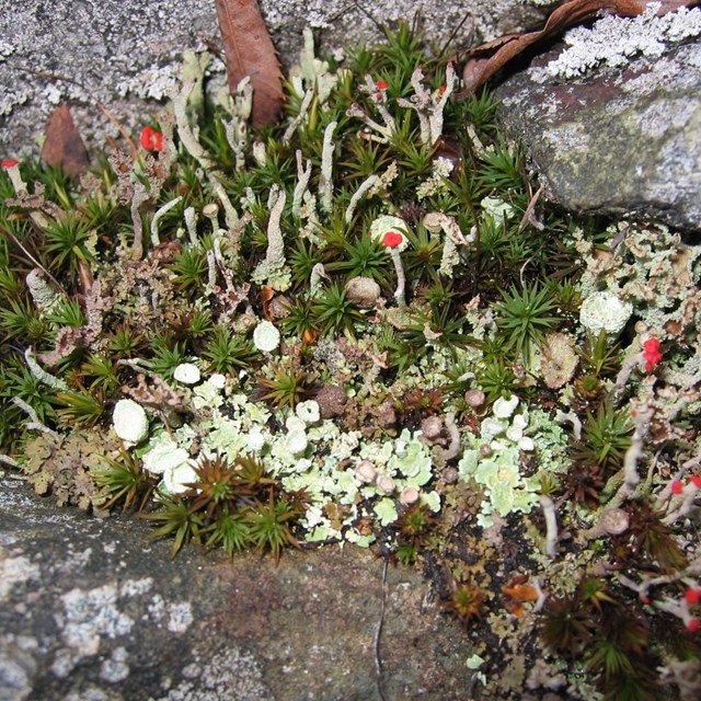 A close-up of green lichens in a rock crevice