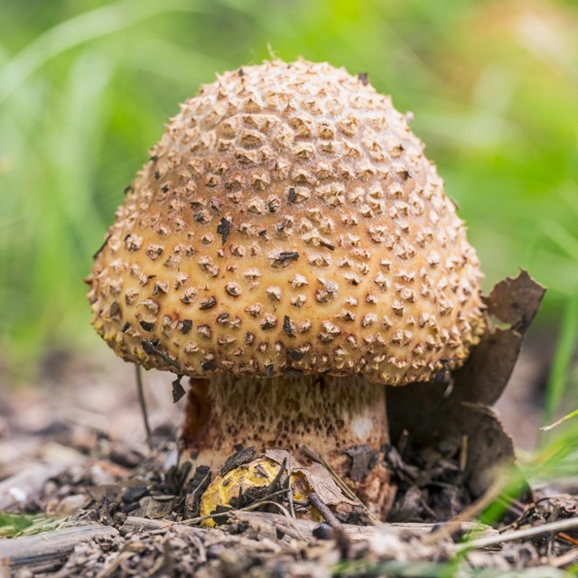 A brown mushroom with small spikes sprouts out of the ground