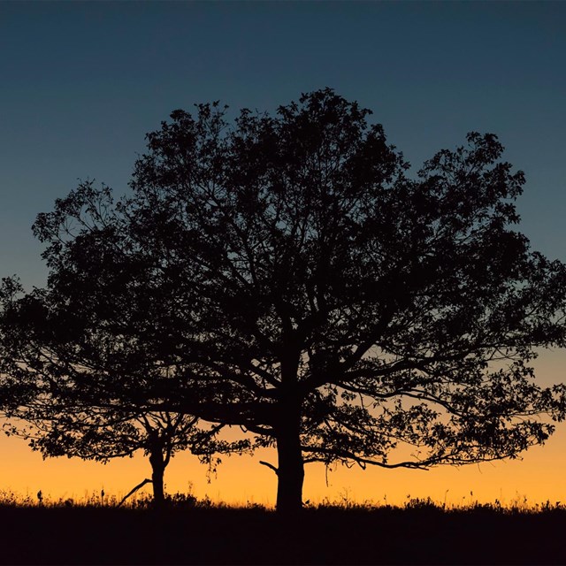 The silhouette of a tree against an orange and blue sunset in the background 