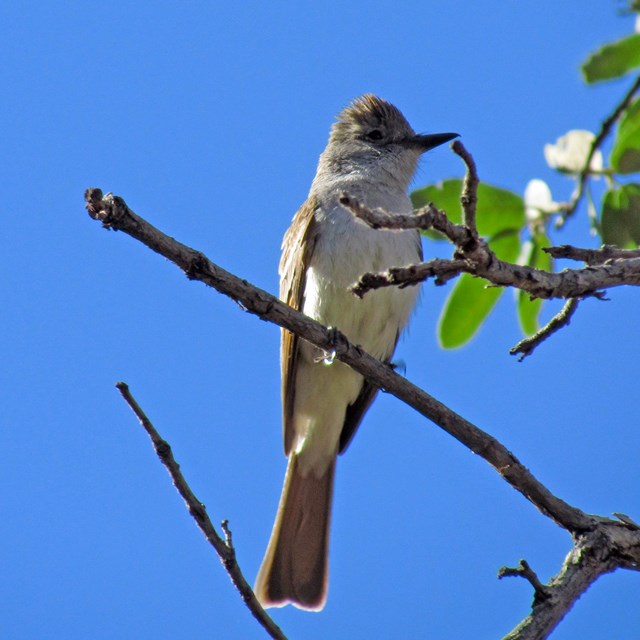 Dusky-capped flycatcher