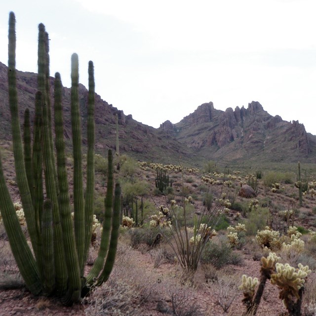 Vegetated landscape, Organ Pipe Cactus NM