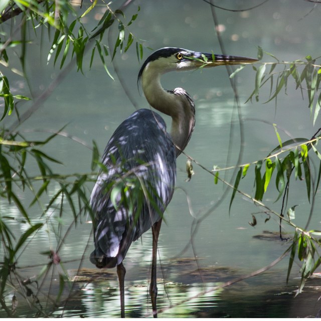 A Great Blue Heron stands in water underneath some branches.
