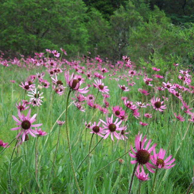 A green field of purple flowers with brown and green cones in the center stand in front of a foreste
