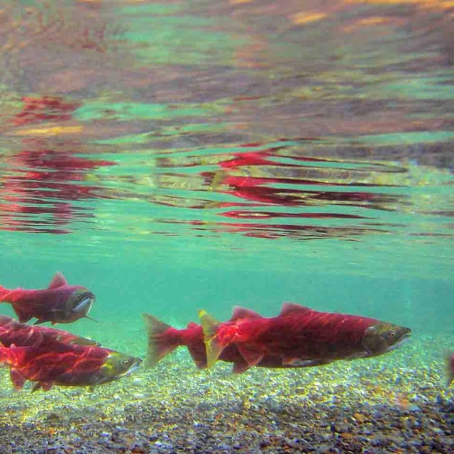 Bright red salmon in clear turquoise waters.