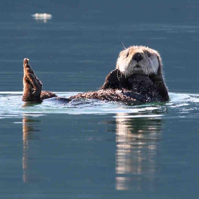 A sea otter floats looking attentive.