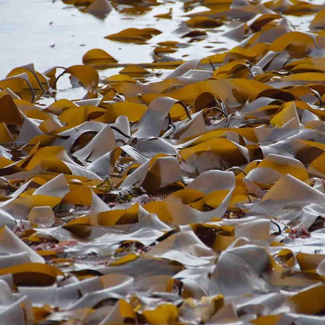 Close up of a bed of kelp.