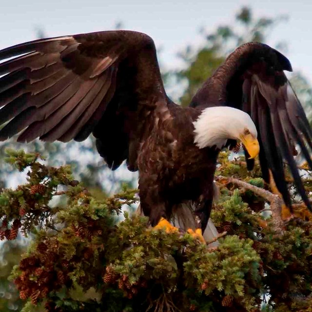 A Bald Eagle at the top of a tree.