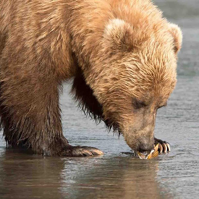 A brown bear eats a clam on the beach.