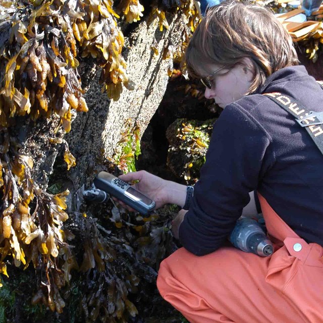 A researcher prepares instruments to measure ocean characteristics in the intertidal zone.