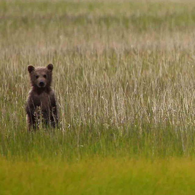 A bear in a salt marsh.