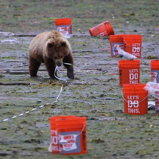 A young bear grabs a measuring tape in a monitoring transect.
