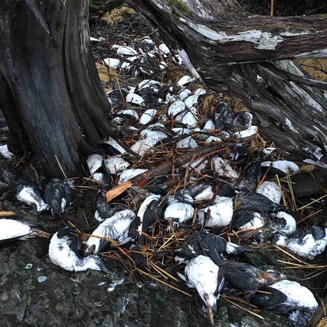 A pile of dead Common Murres on the beach.
