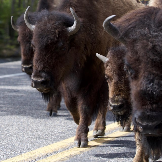 Bison walking along the road.