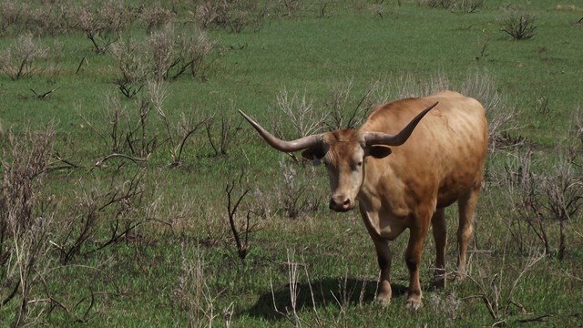 A brown longhorn steer stands in a field of grass and shrubs below a hill. 