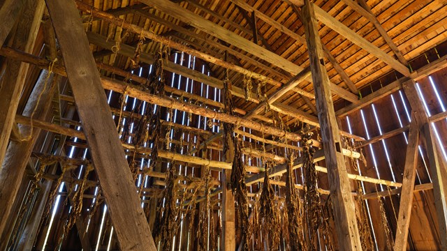 Inside the tobacco barn looking at wooden rafters
