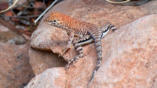 small lizard on a rock