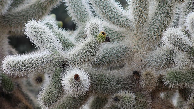 Slender cactus arms covered in spines