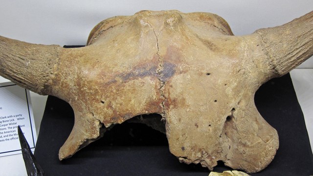 bison skull from big bone lick