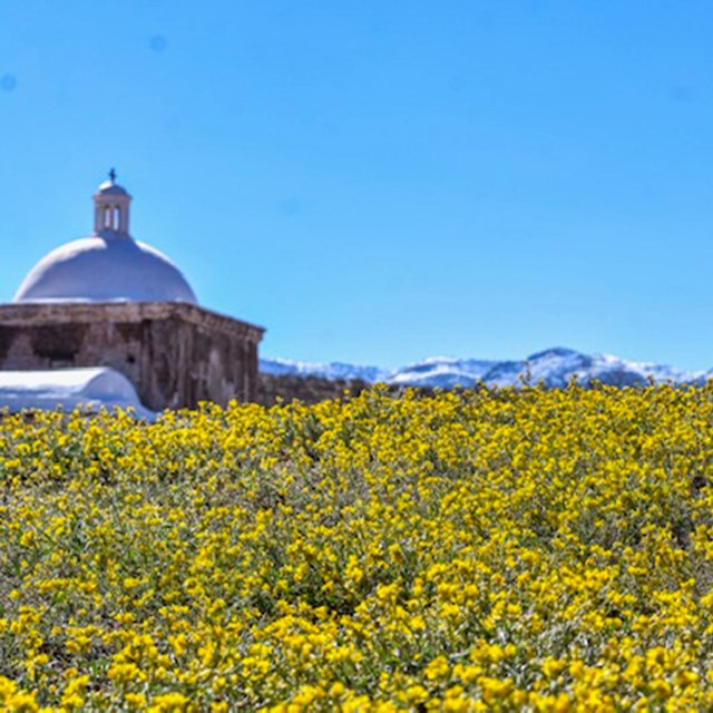 yellow flowers, top of dome, snowy mountains