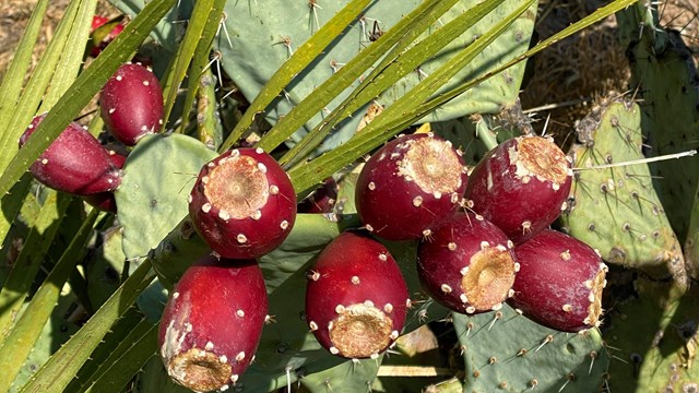 close-up of a prickly pear cactus with nine pink fruit