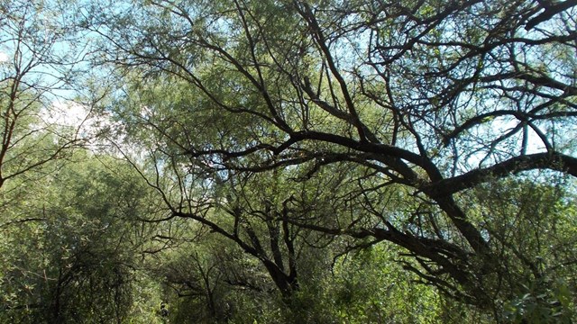 A dense stand of mesquite trees from below, with blue sky visible through the branches