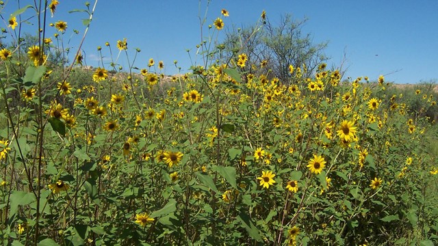 a thick stand of tall yellow sunflowers