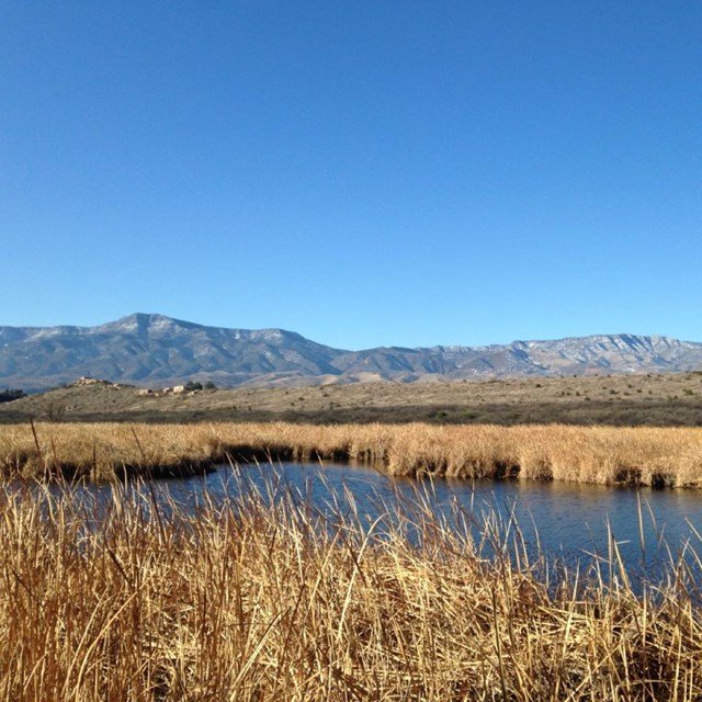 View of Tavasci Marsh with golden color cattails 