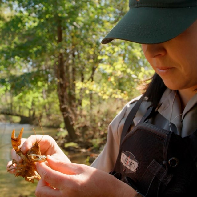 a ranger holds a crayfish