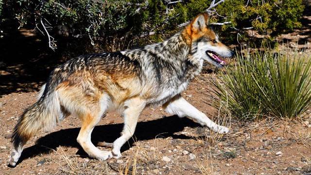 A black, gray, and buff-colored wolf trots through a brushy landscape.