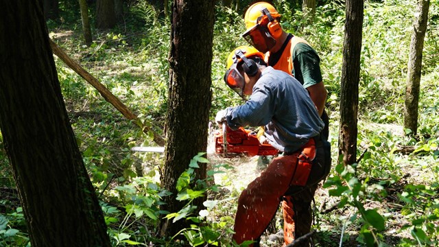 Two volunteers wearing helmets, face shields, and chaps use a chainsaw on a fallen tree