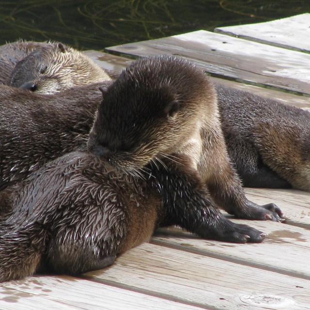 Three otters on wooden planks sleeping and grooming