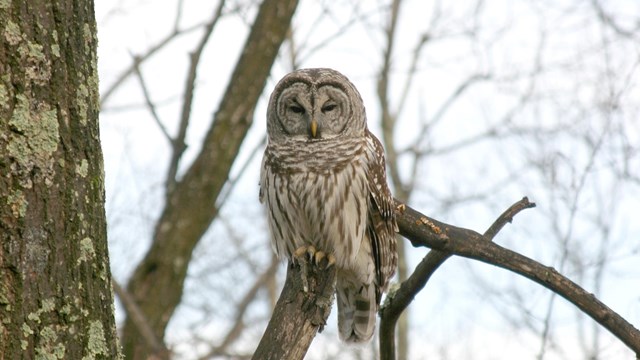 An owl sits on a branch without any leaves.