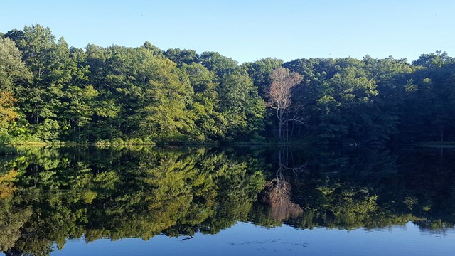 A large pond perfectly reflects the green forest at the shore and blue sky above.