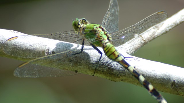 Close up of a bright green dragonfly spreading four wings perched on a white branch.