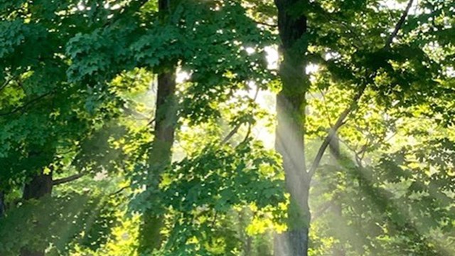 Sunlight shines through a leafy green canopy of trees.