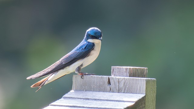 A small blue bird with a white underbelly perches on a wooden bird house.