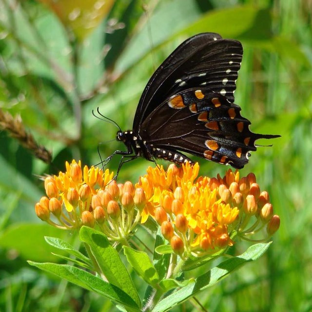 A black butterfly rests on an orange flower among a grassy meadow.
