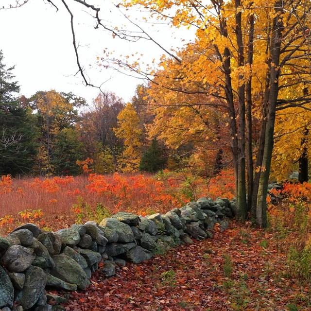 A stone wall divides a meadow of bright red grass and trees with orange leaves.