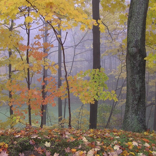 a misty forest with leaves on the ground and yellow and red leave on trees.