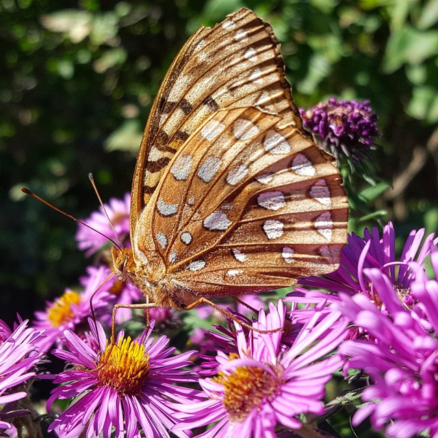 A brown spotted butterfly sits on bright purple flowers. 