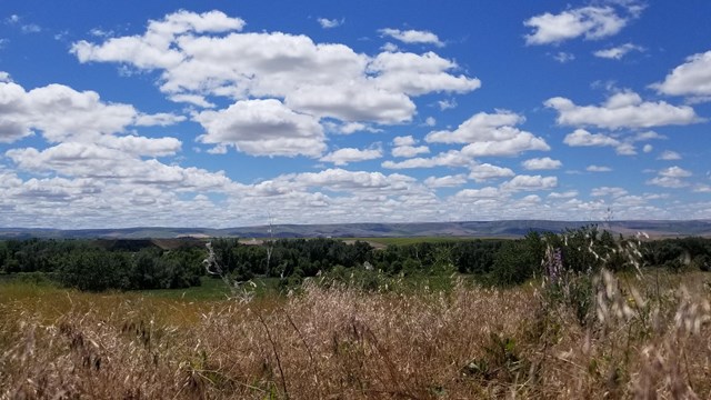 Blue sky and clouds over fields of tallgrass and mountains in the distance