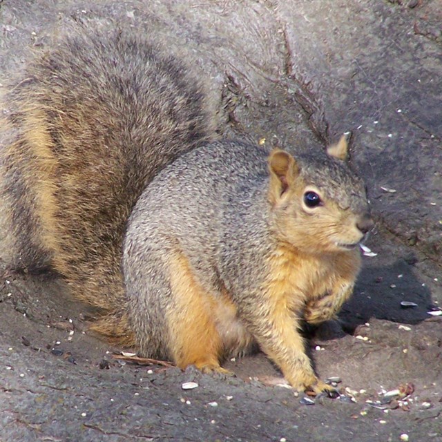 A squirrel crouched on three limbs on a tree branch