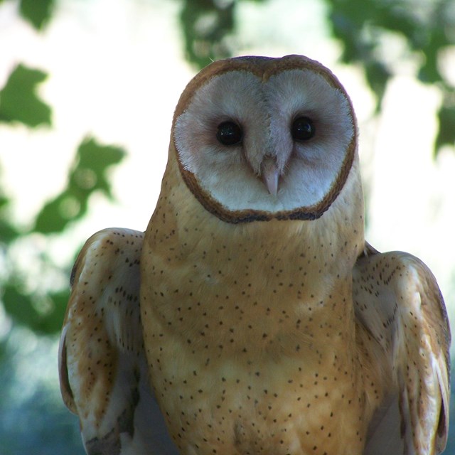 A barn owl stands in front of a leafy bush