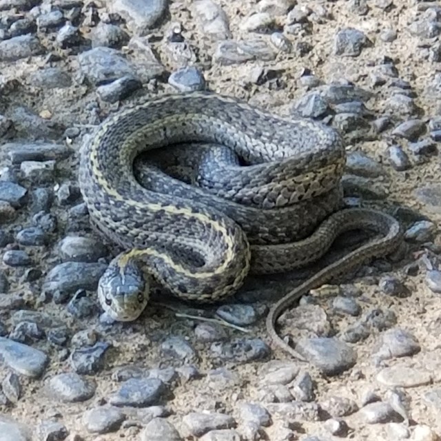 A dark colored snake coils in a defensive position on a cobble path
