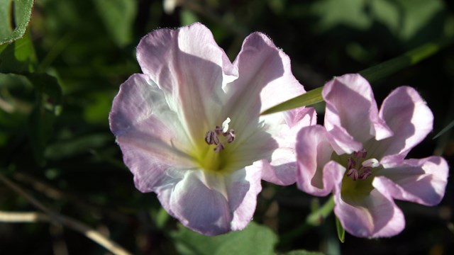 A field bindweed flower up close.