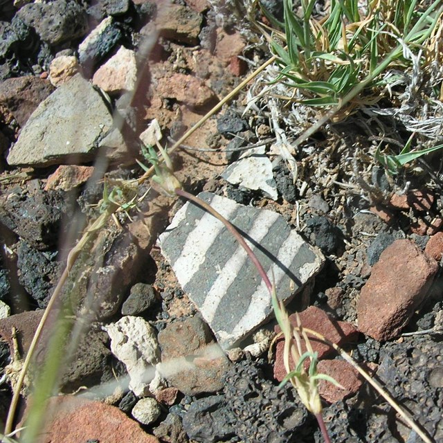 A variety of pottery sherds on the ground next to a small grass plant. 