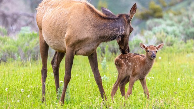 A mother elk licks her small calf, brown with white spots. while standing in a green meadow.