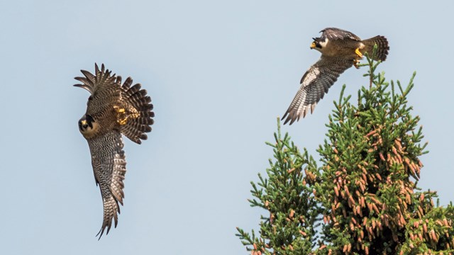Two peregrine falcons fly from a spruce tree