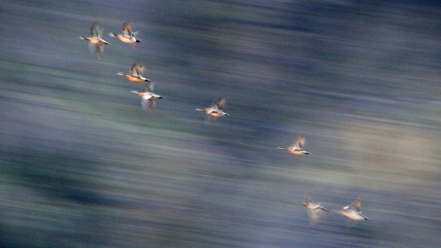 Ducks fly across a bluff above the Yukon River